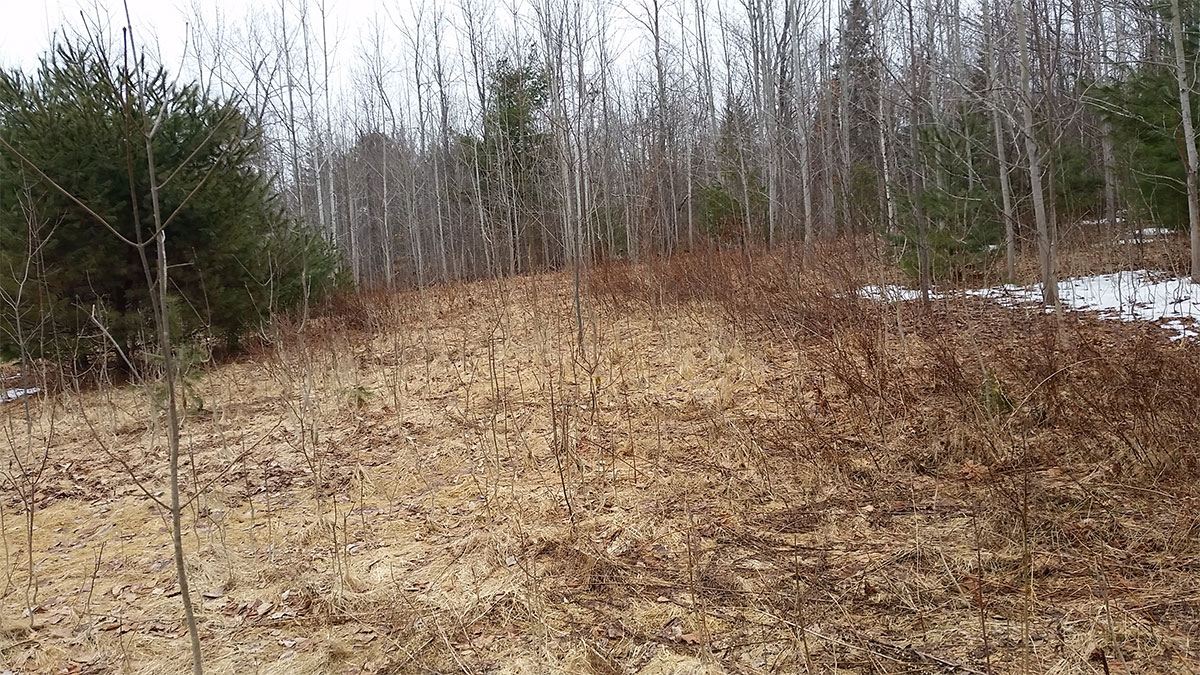 TMLS1055 - Photo of 28.8 Acre Lot in Lincoln