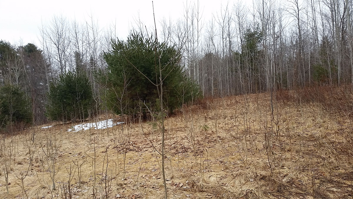 TMLS1055 - Photo of 28.8 Acre Lot in Lincoln