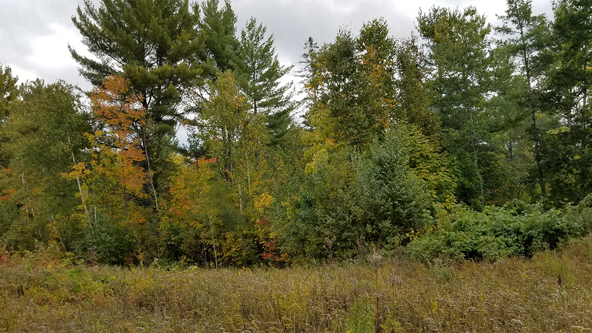 TMLS1108 - Photo of 3.7 Acre Lot in Lee