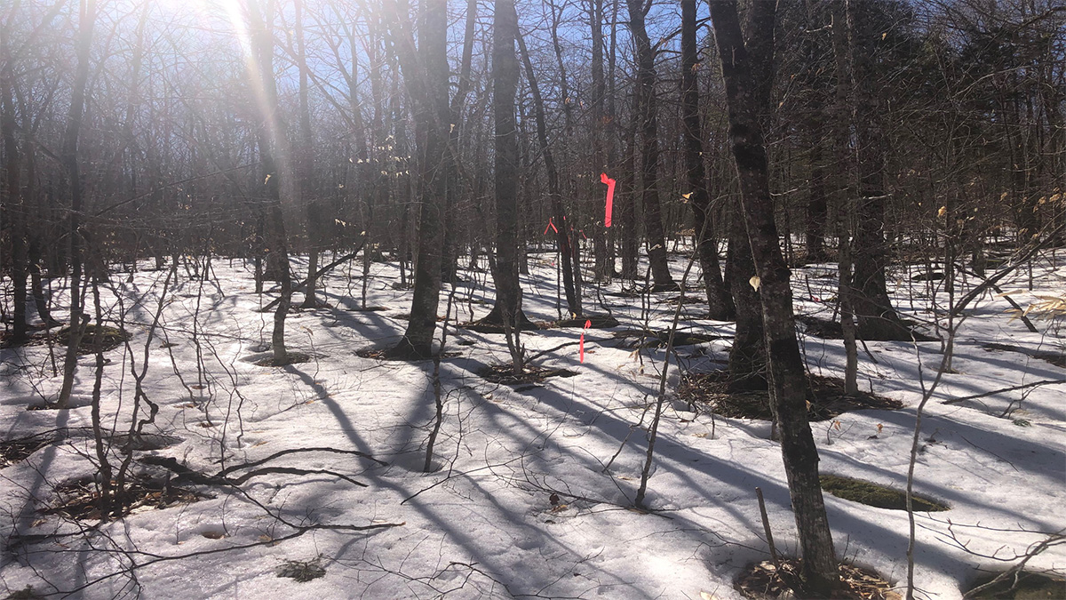 TMLS1109 - Photo of 21 Acre Off Grid Land in Lowell, Maine