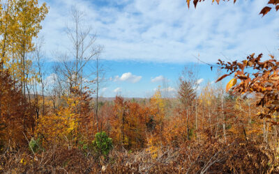 Lot 19-8 | 25.4 Acres Lee, ME – Penobscot County