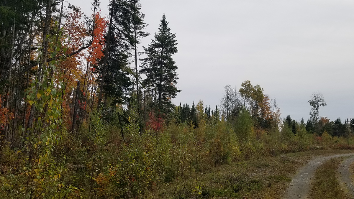 TMLS1131 - Photo of 4.5 Acre Lot in Crystal