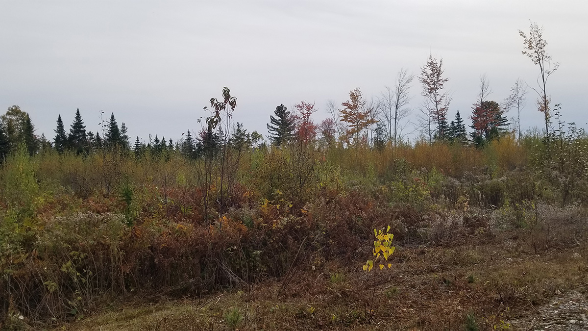 TMLS1131 - Photo of 4.5 Acre Lot in Crystal